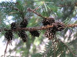 Attēlu rezultāti vaicājumam “Sacchiphantes abietis”