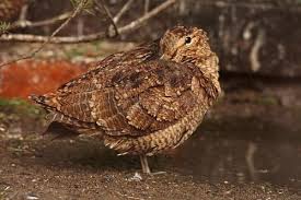Attēlu rezultāti vaicājumam “Scolopax rusticola eggs”