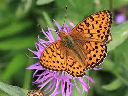 Attēlu rezultāti vaicājumam “Argynnis laodice underside”