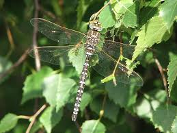 Attēlu rezultāti vaicājumam “Aeshna juncea male”