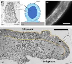Attēlu rezultāti vaicājumam “Physarum obscurum plasmodium”