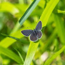 Attēlu rezultāti vaicājumam “Cupido minimus female”