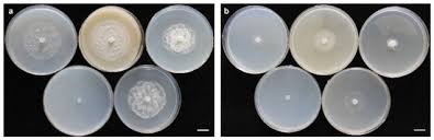 Attēlu rezultāti vaicājumam “Pylaisia polyantha sporophyte”