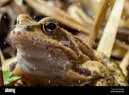 Attēlu rezultāti vaicājumam “Rana temporaria”