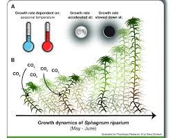 Attēlu rezultāti vaicājumam “Sphagnum riparium”