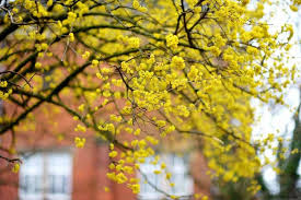 Attēlu rezultāti vaicājumam “Cornus mas flower”