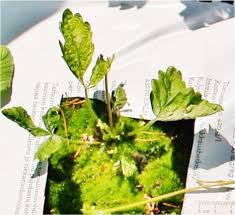 Attēlu rezultāti vaicājumam “Fragaria moschata leaf”