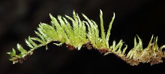 Attēlu rezultāti vaicājumam “Brachythecium albicans”