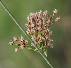 Attēlu rezultāti vaicājumam “Juncus stygius”