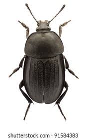 Attēlu rezultāti vaicājumam “Silpha obscura larva”