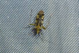 Attēlu rezultāti vaicājumam “Phytocoris tiliae imago”