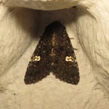 Attēlu rezultāti vaicājumam “Melanchra persicariae imago”