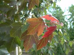 Attēlu rezultāti vaicājumam “Acer”