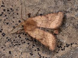 Attēlu rezultāti vaicājumam “Eriopygodes imbecilla”