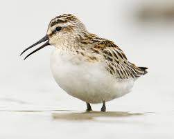 Attēlu rezultāti vaicājumam “Calidris falcinellus”