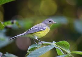 Image result for Dendroica magnolia