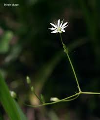 Attēlu rezultāti vaicājumam “Stellaria longifolia flower”