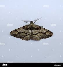 Attēlu rezultāti vaicājumam “Cleora cinctaria”