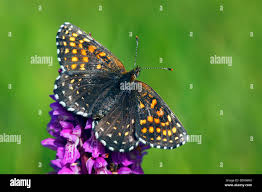Attēlu rezultāti vaicājumam “Melitaea diamina upperside”
