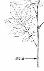 Attēlu rezultāti vaicājumam “Solanum tuberosum leaf”