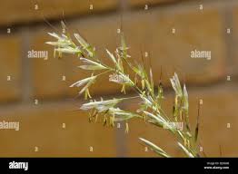 Attēlu rezultāti vaicājumam “Helictotrichon pubescens”