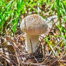 Attēlu rezultāti vaicājumam “Calvatia excipuliformis”