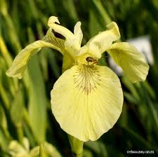 Attēlu rezultāti vaicājumam “Iris pseudacorus flower”