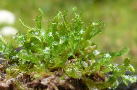 Attēlu rezultāti vaicājumam “Blasia pusilla sporophyte”