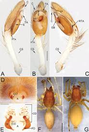 Attēlu rezultāti vaicājumam “Cheiracanthium sp. male”