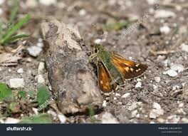 Attēlu rezultāti vaicājumam “Hesperia comma”