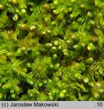 Attēlu rezultāti vaicājumam “Blepharostoma trichophyllum”