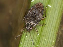 Attēlu rezultāti vaicājumam “Saldula saltatoria”