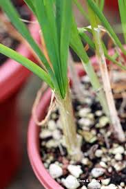 Image result for Allium tuberosum