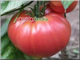 Afbeeldingsresultaat voor brandywine sudduth tomato