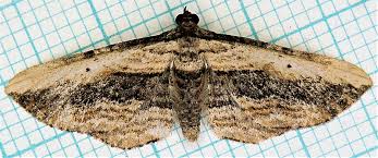 Attēlu rezultāti vaicājumam “Horisme vitalbata”