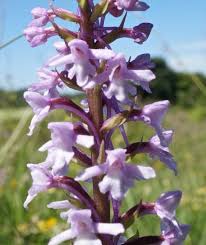 Attēlu rezultāti vaicājumam “Gymnadenia conopsea fruit”