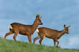 Attēlu rezultāti vaicājumam “Capreolus capreolus”