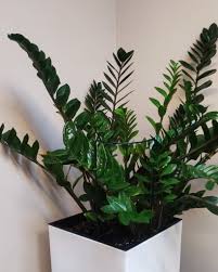 Image result for zamiokulkas