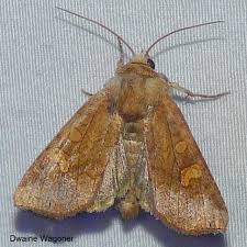 Attēlu rezultāti vaicājumam “Amphipoea”