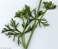 Attēlu rezultāti vaicājumam “Malva moschata bud”