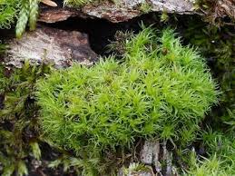 Attēlu rezultāti vaicājumam “Dicranum bergeri”