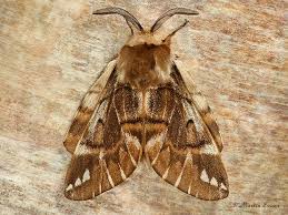 Attēlu rezultāti vaicājumam “Endromis versicolora”