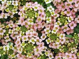 Attēlu rezultāti vaicājumam “Alyssum gmelinii”