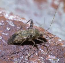 Attēlu rezultāti vaicājumam “Phytocoris varipes”