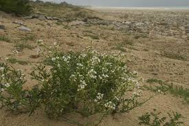 Attēlu rezultāti vaicājumam “Cakile maritima subsp. baltica”