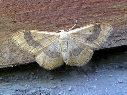 Attēlu rezultāti vaicājumam “Idaea aversata”