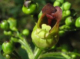Attēlu rezultāti vaicājumam “Scrophularia nodosa”