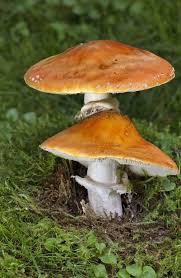 Attēlu rezultāti vaicājumam “Amanita muscaria”