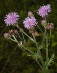 Attēlu rezultāti vaicājumam “Cirsium arvense fruit”