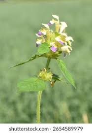 Attēlu rezultāti vaicājumam “Galeopsis speciosa”